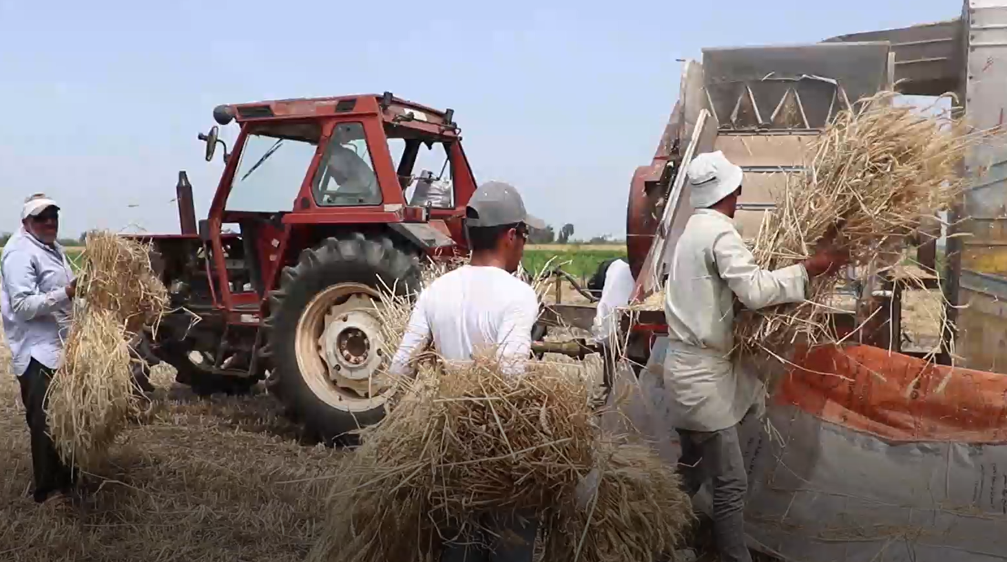 تعاون المزارعين في حصاد القمح