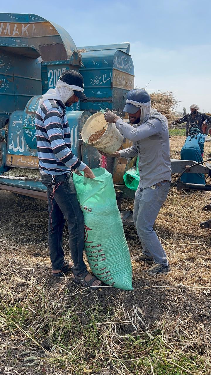 القمح والتعبئة