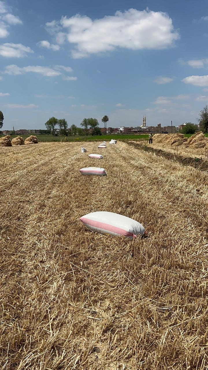 أجوله القمح داخل الأراضي