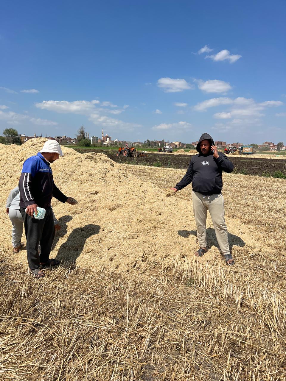 التبن بسعر 1200 جنيها للحمل