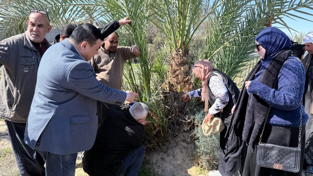فحص أشجار النخيل 