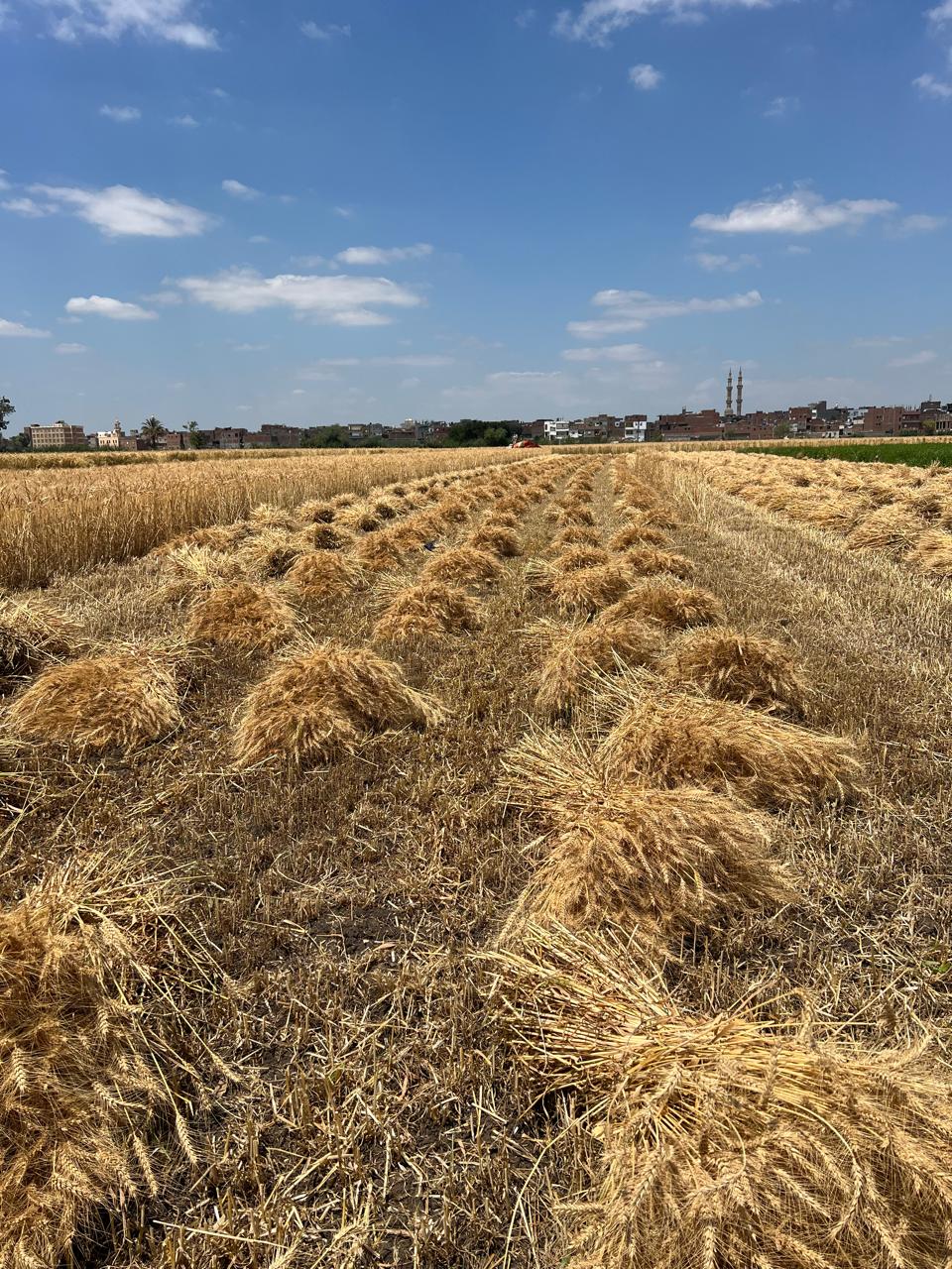 سنابل القمح مربطة داخل الأراضي وتترك للتحميص