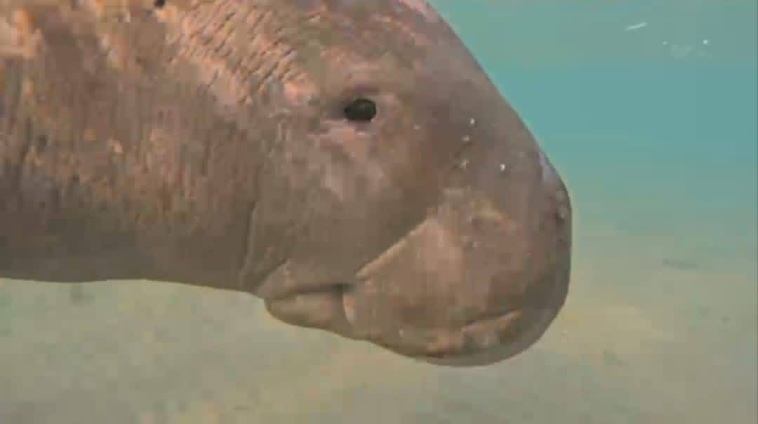 دوجونج صغير فى المياه