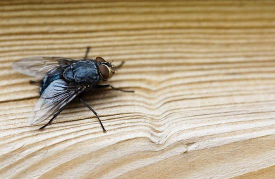 حلول طبيعية للتخلص من الذباب