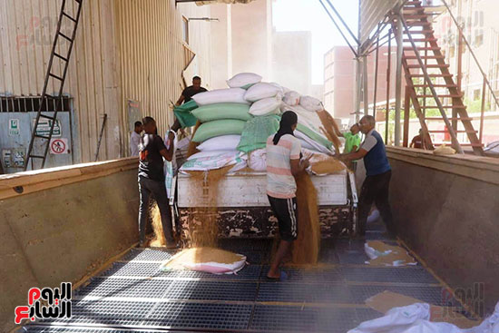 تفريغ-القمح_1