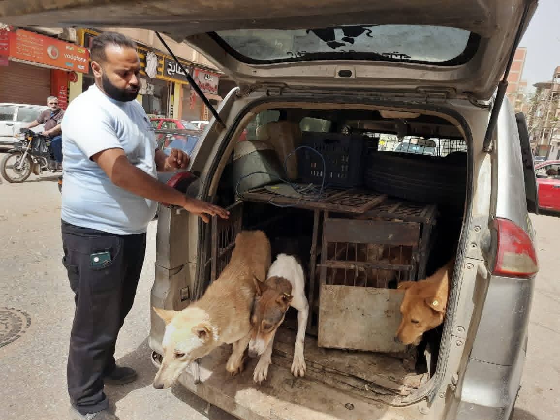 الكلاب الضالة 