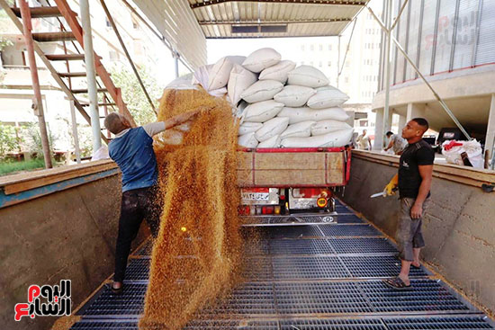 توريد-القمح-للصوامع