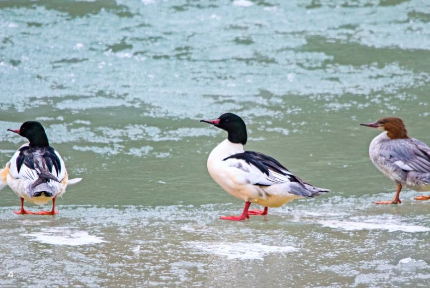  نهر السند  (2)