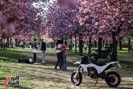 حدائق برلين تتزين بزهرة الكرز