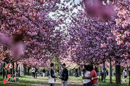 موسم أزهار الكرز في برلين