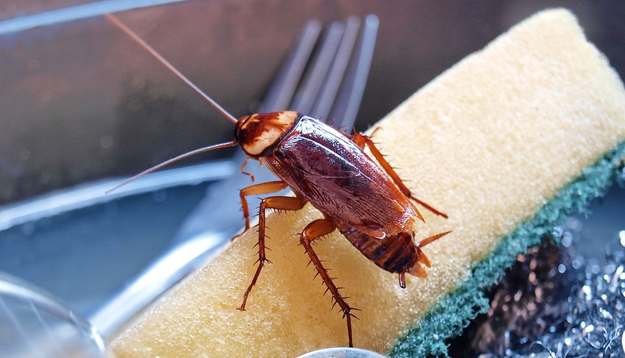 طرق طبيعية لطرد الصراصير