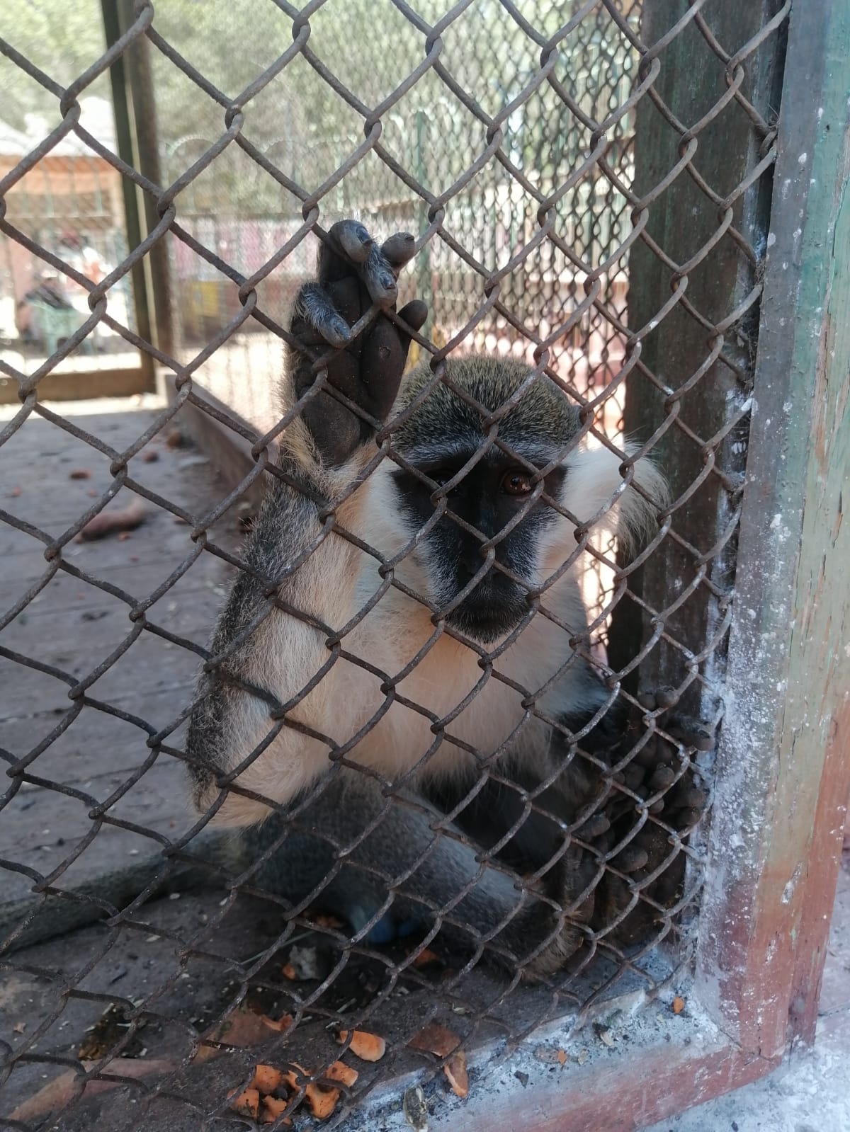 قرد الزنكلون بالشرقية