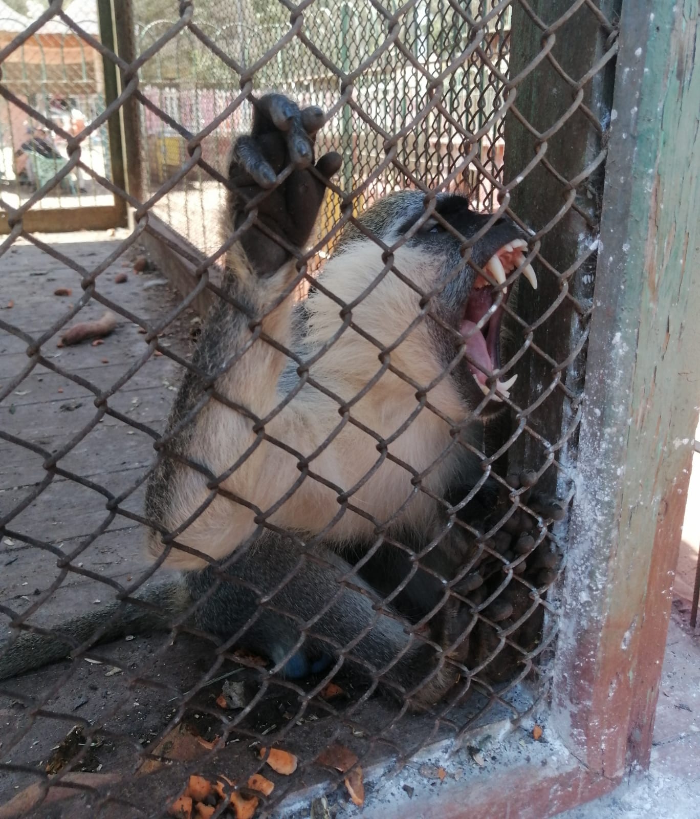 قرد الشرقية