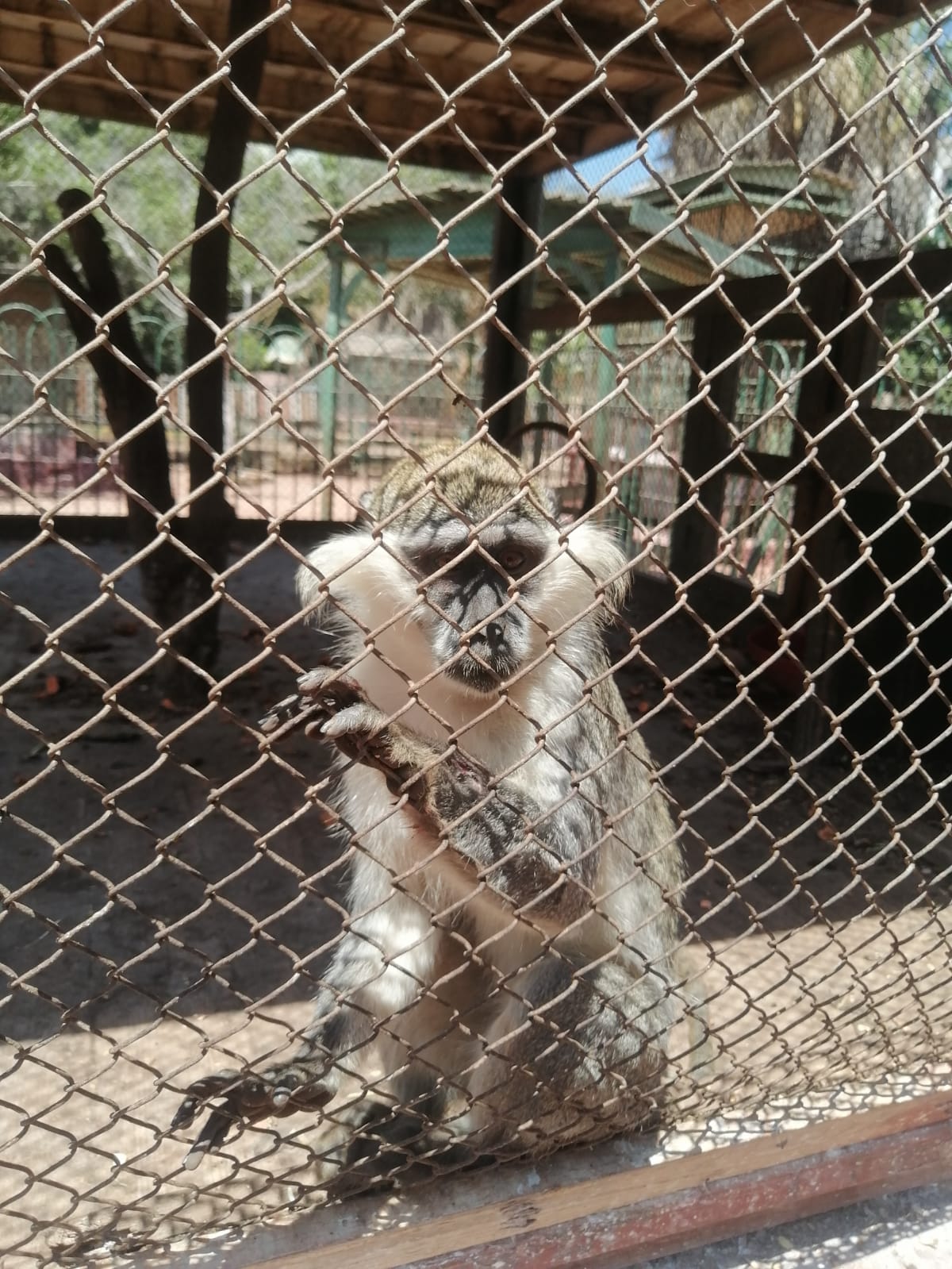 قرد الزنكلون