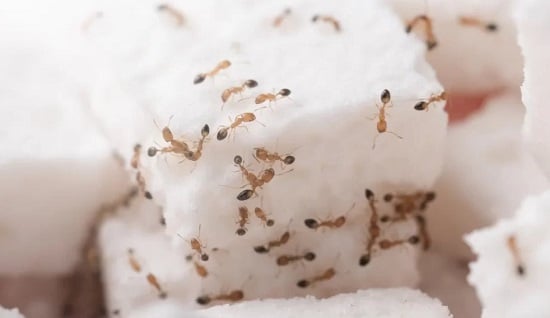 نصائح للتخلص من النمل