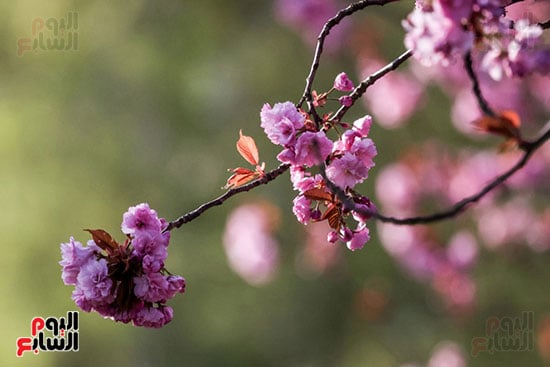 زهرة الكرز المتفتحة