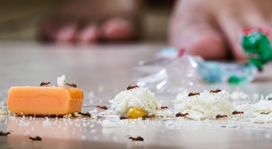 طرق طبيعية وصحية للتخلص من النمل