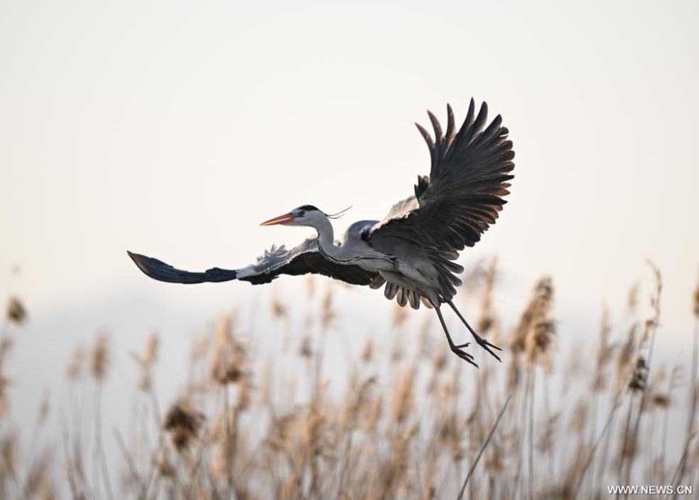 الطيور المهاجرة تزين منطقة شاهو السياحية في الصين (4)
