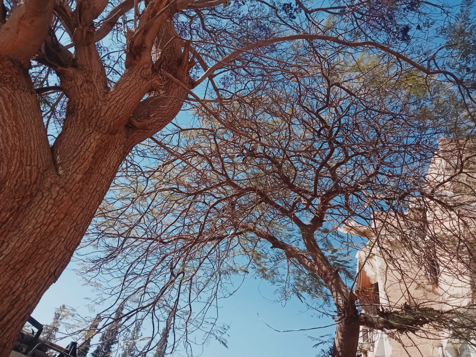 القرد على إحدى الأشجار