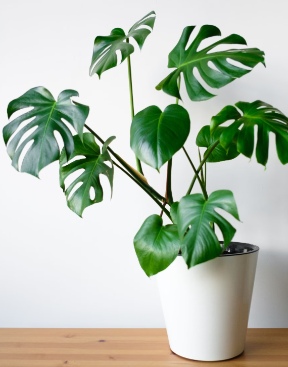 نبات مونستيرا