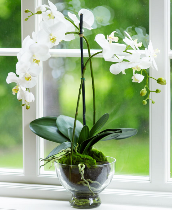 زهرة الأوركيد