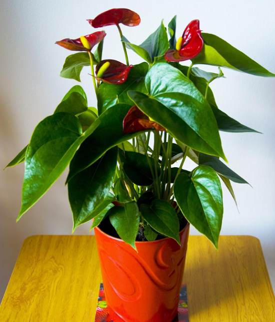 نبات الأنثوريوم