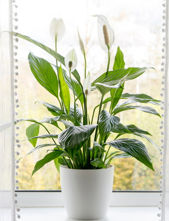 نبات زنبق السلام