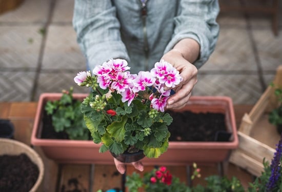 نباتات طاردة للناموس