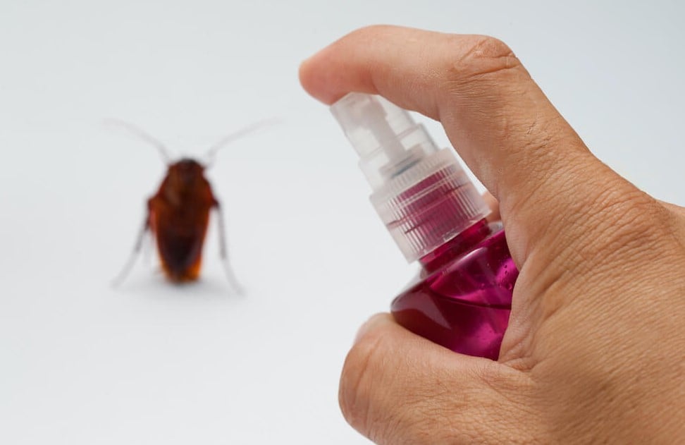 طرق التخلص من الصراصير