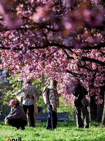 زوار الحدائق