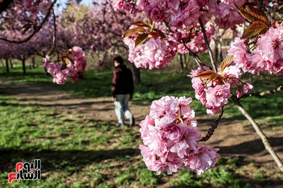 تفتح زهور الربيع فى ألمانيا