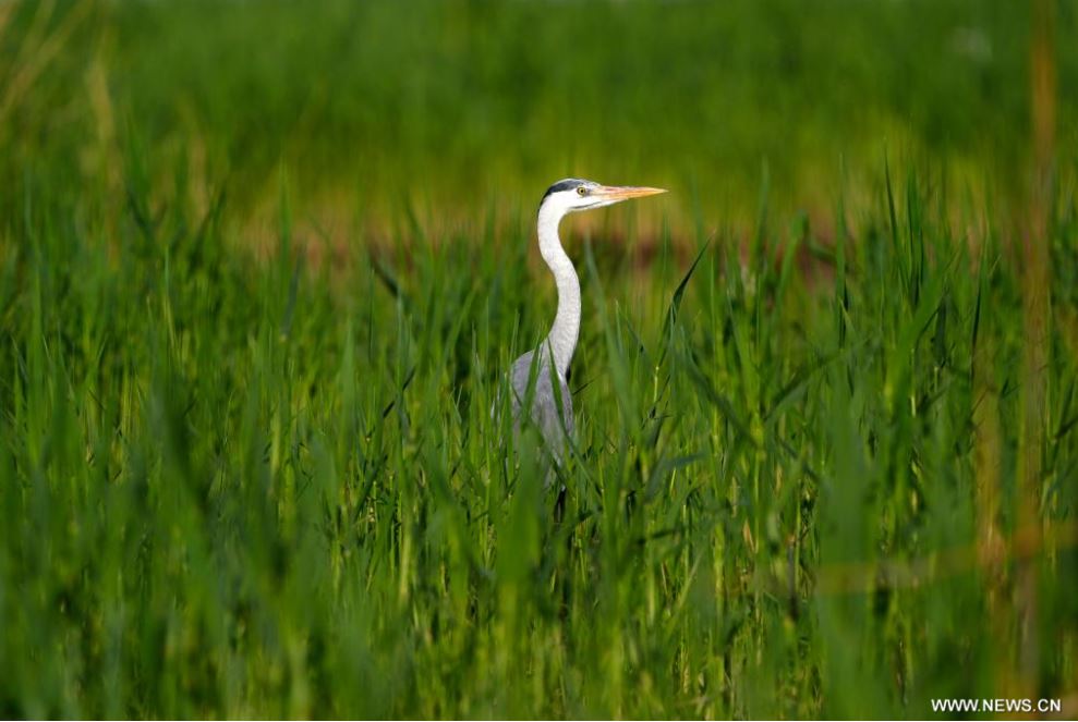 الطيور المهاجرة تزين منطقة شاهو السياحية في الصين (7)