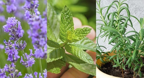 نباتات طاردة للبعوض