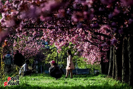 زوار الحدائق يستمتعون بزهرة الكرز