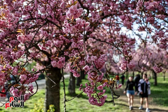 حدائق برلين تتزين بزهور الربيع المتفتحة