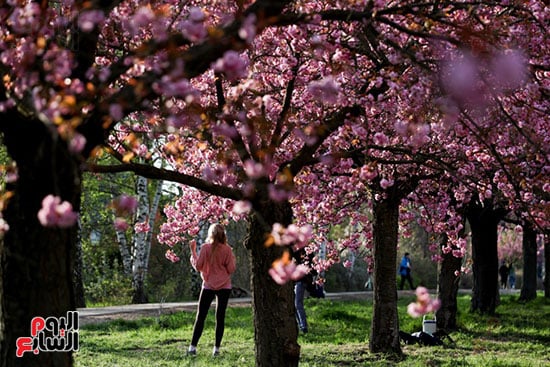 الربيع يزين الحدائق فى برلين