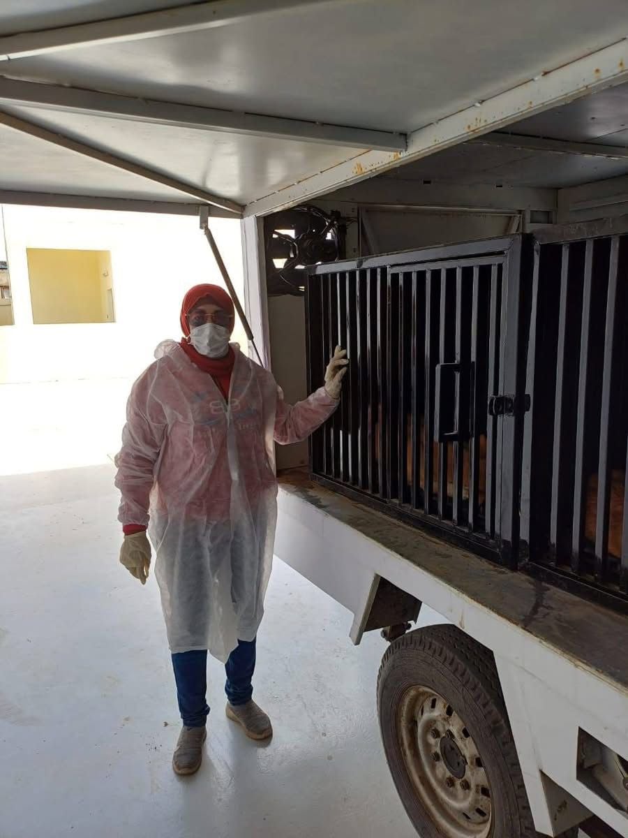 نقل الكلاب الحرة