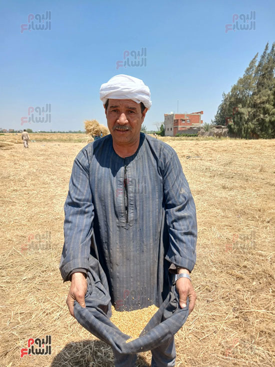 الذهب-الاصفر-من-قلب-الغيطان