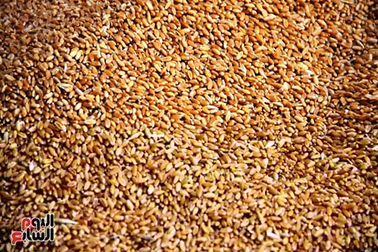 القمح-فى-أسوان