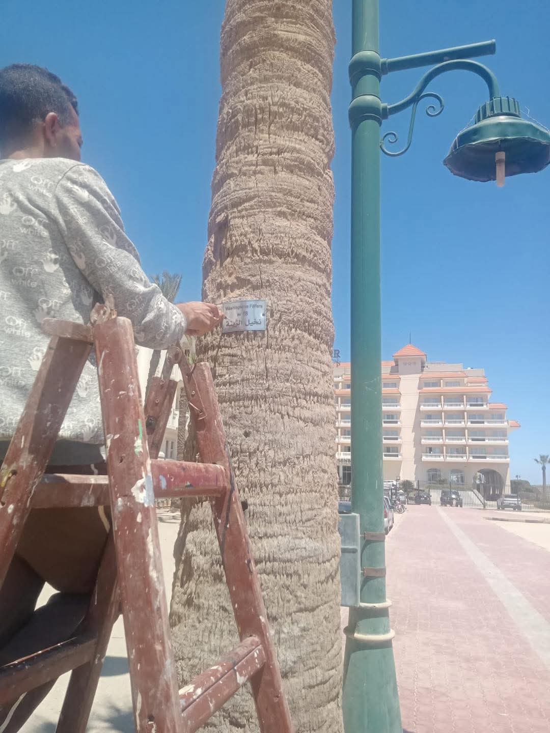 كود لكل شجرة