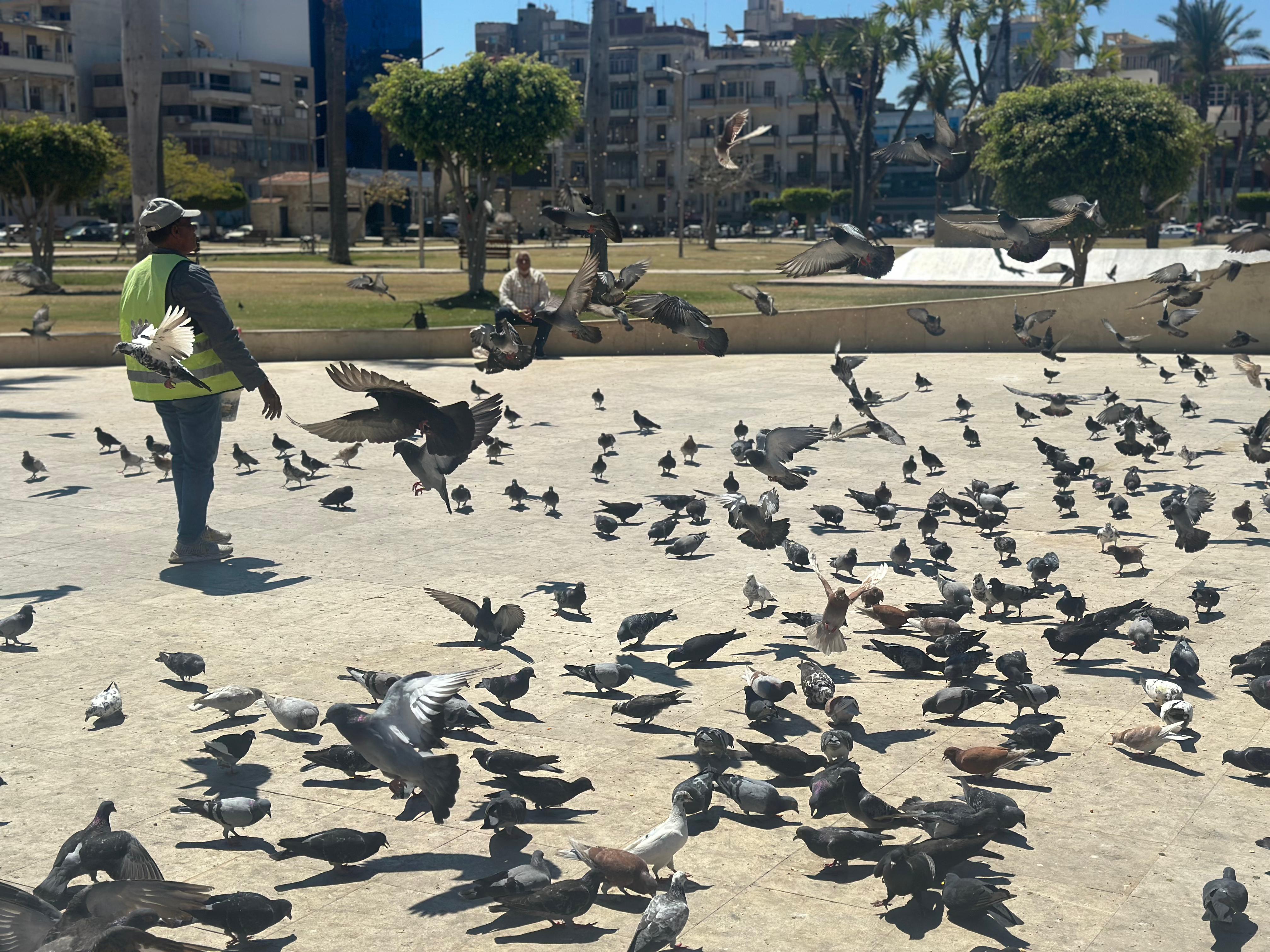 الحمام في ميدان الشهداء