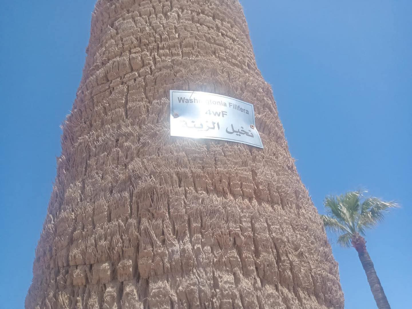 تكويد الاشجار