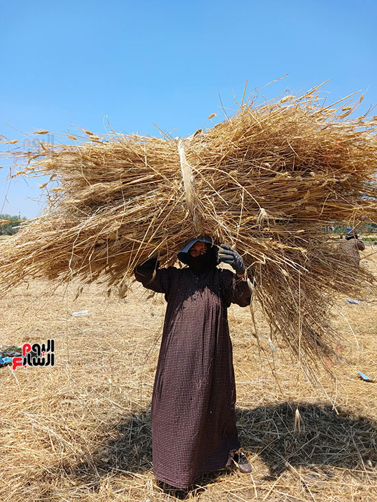 حصاد-سنابل-الذهب-الاصفر