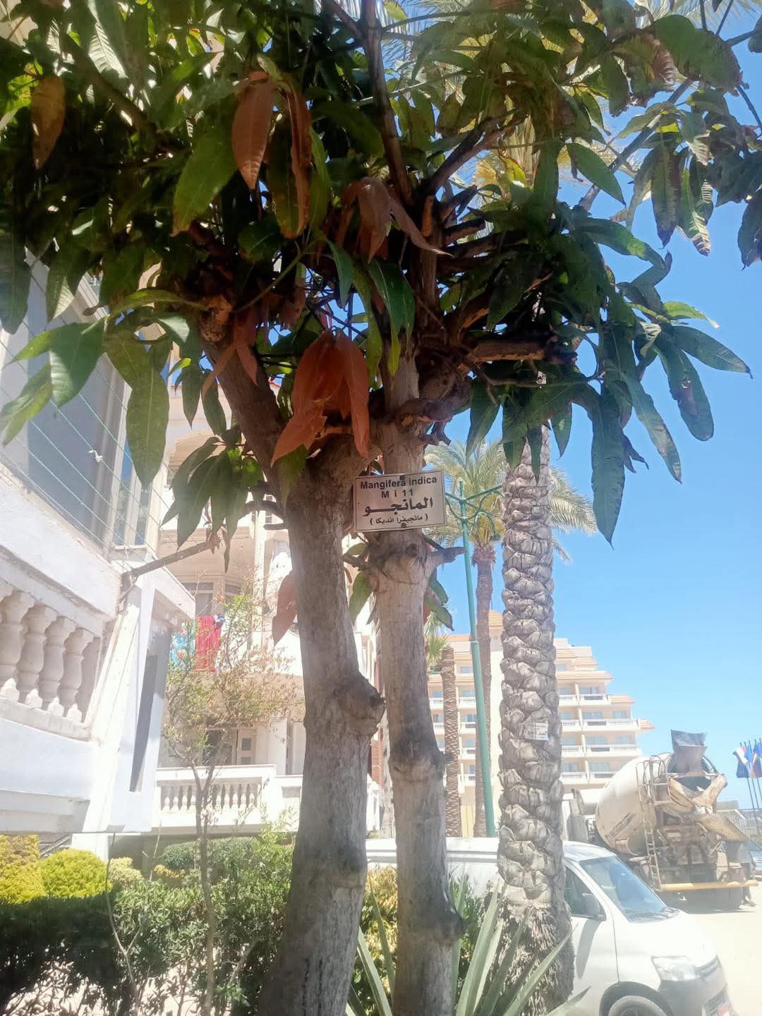 التكويد