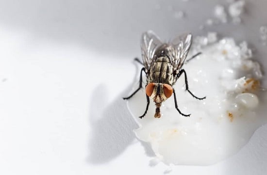 طرق طبيعية لطرد الذباب من منزلك