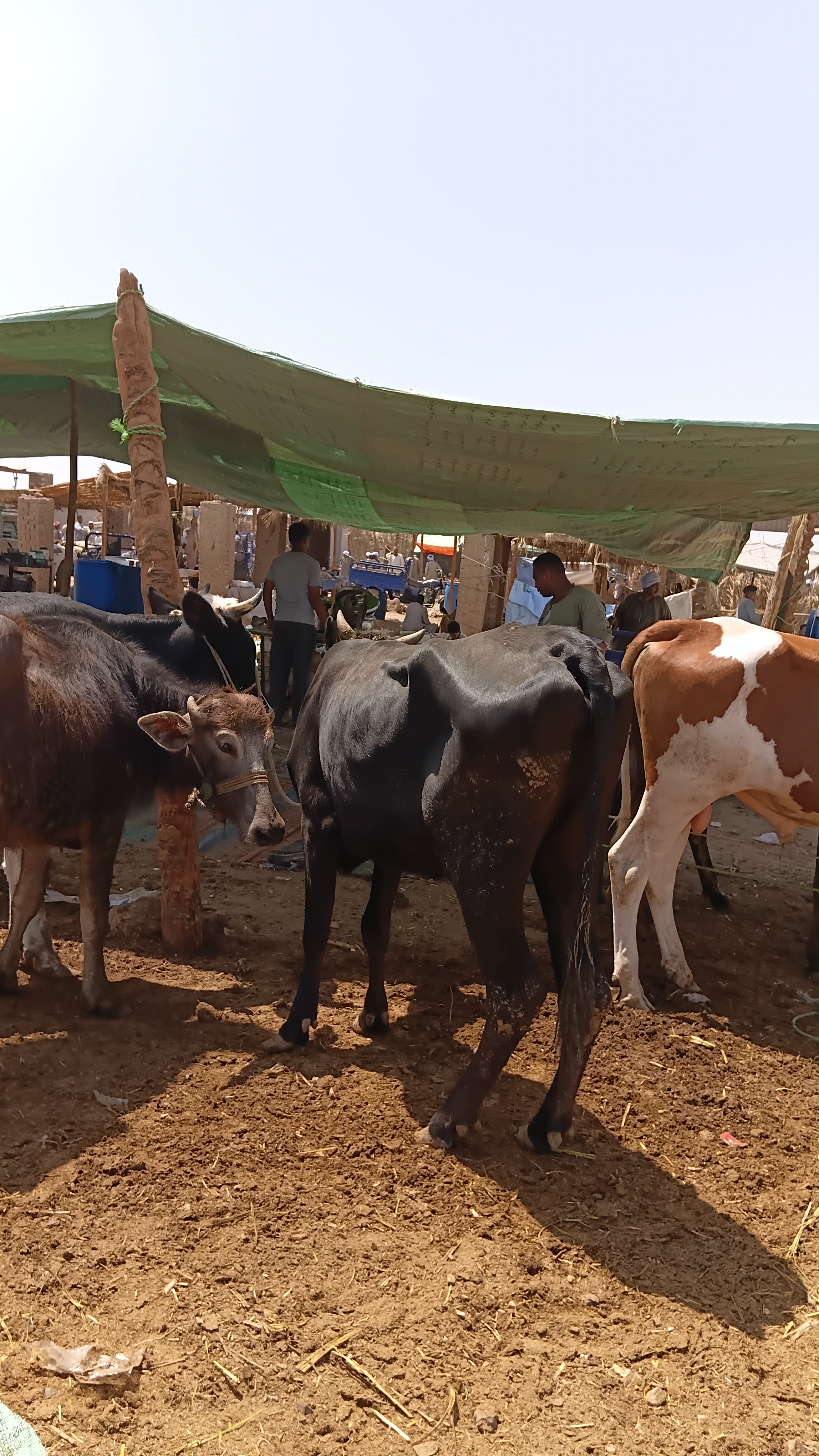 ماشية من جميع الأعمار