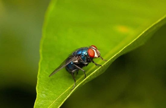 حيل لطرد الذباب