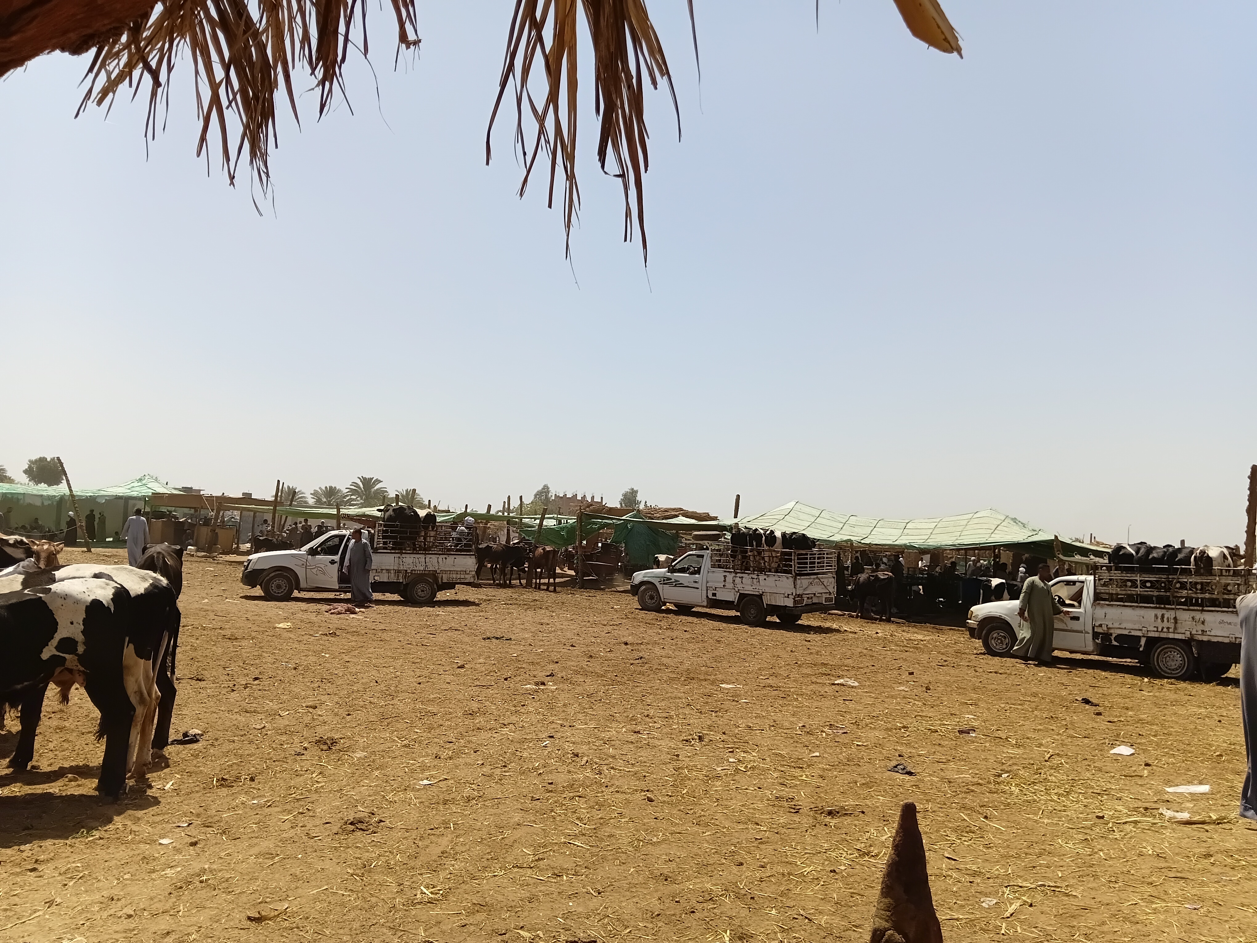 جانب من سوق بوير