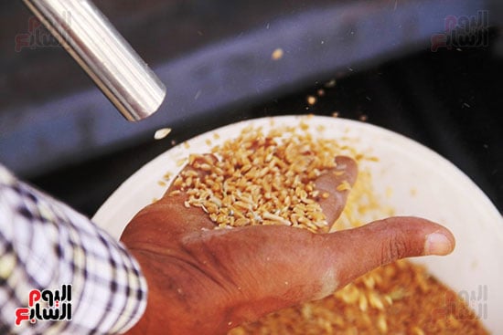 نقاوة-القمح_2