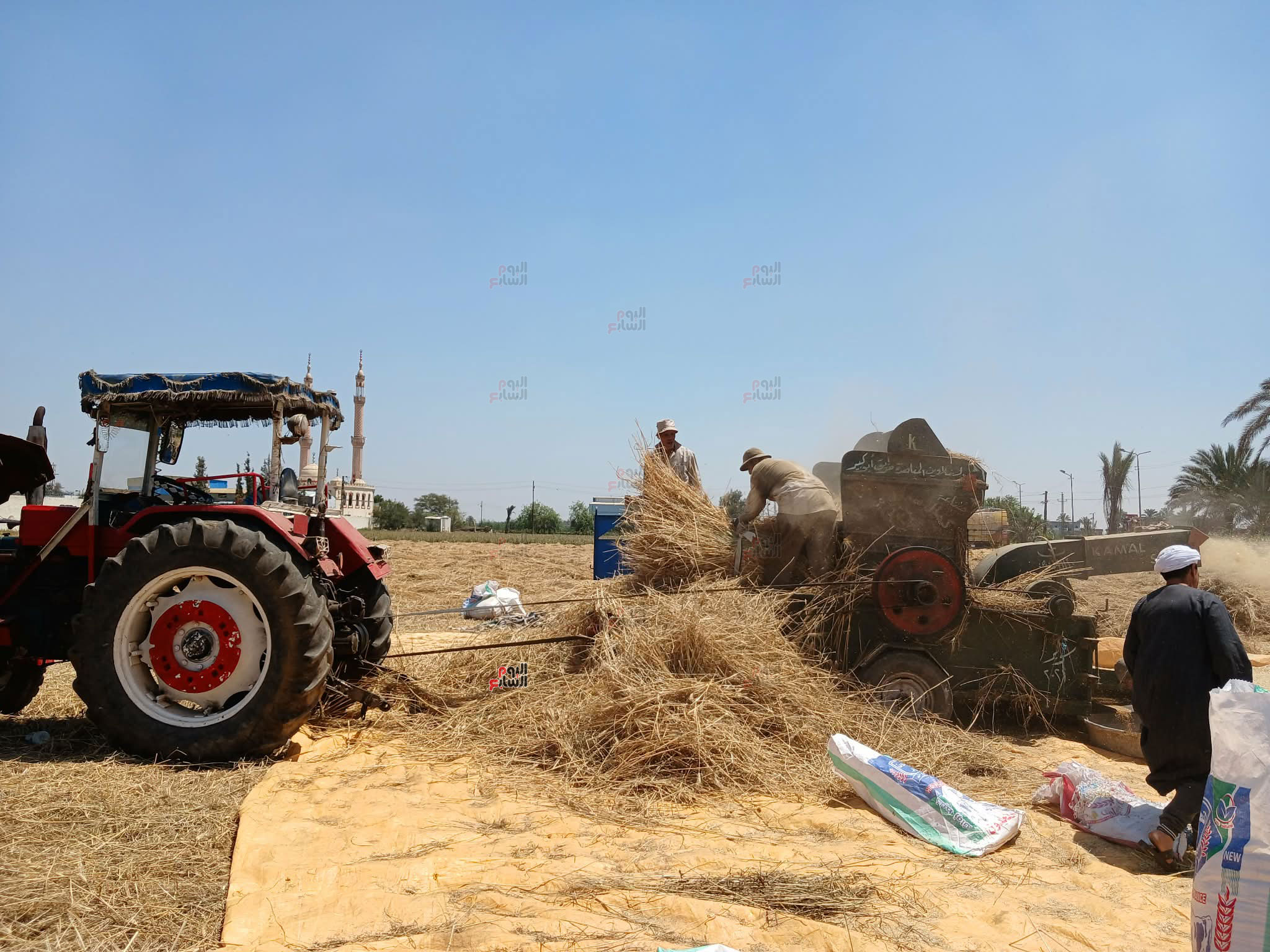 دريس-القمح
